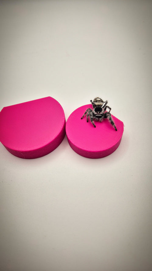 Jumpingspider ledges